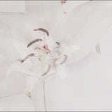 Black Rosewood Comb (Lily)